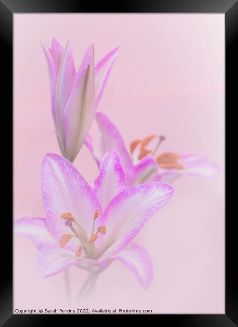 Pink Lilies Framed Print by Sarah Perkins