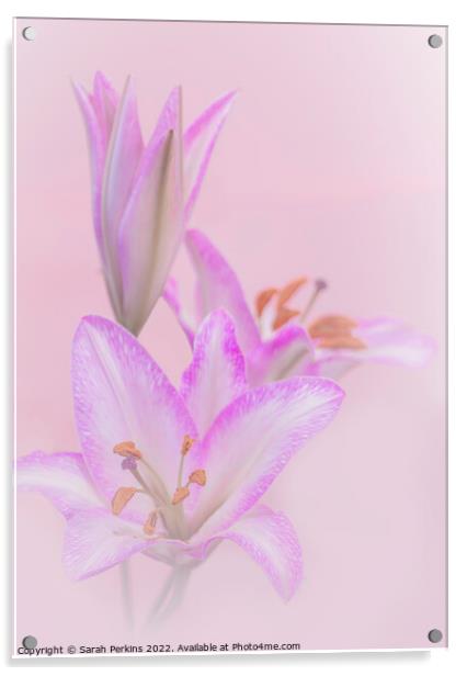 Pink Lilies Acrylic by Sarah Perkins