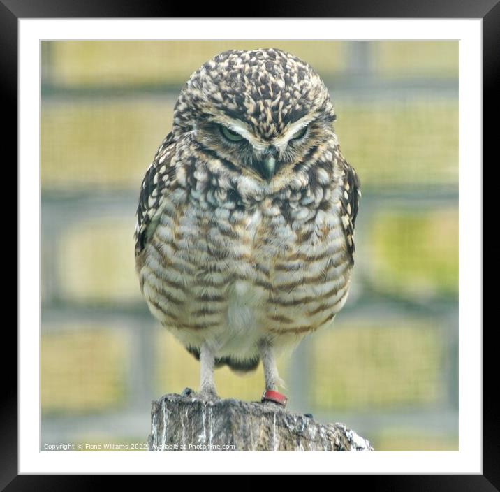 Baby Owlette Framed Mounted Print by Fiona Williams