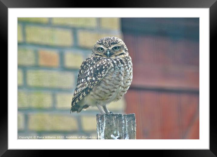 Baby Owlette 2 Framed Mounted Print by Fiona Williams
