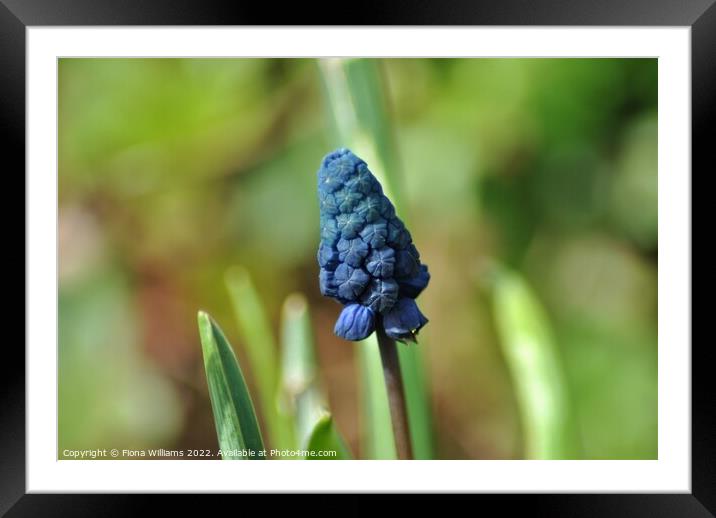 Blue Flower Framed Mounted Print by Fiona Williams
