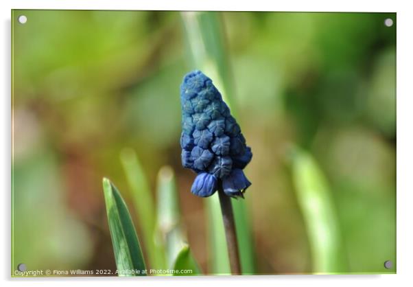 Blue Flower Acrylic by Fiona Williams