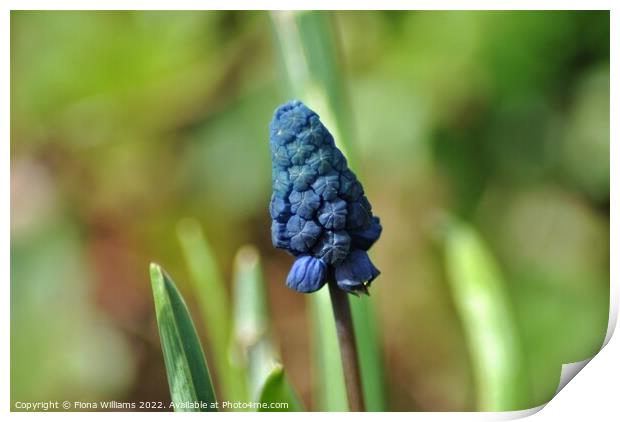 Blue Flower Print by Fiona Williams