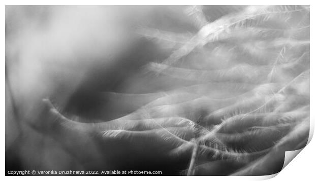 Black and white feather macro Print by Veronika Druzhnieva