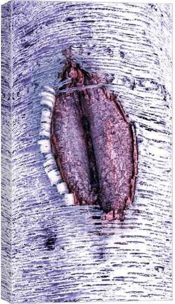 Cherry vulva  Canvas Print by Steve Taylor