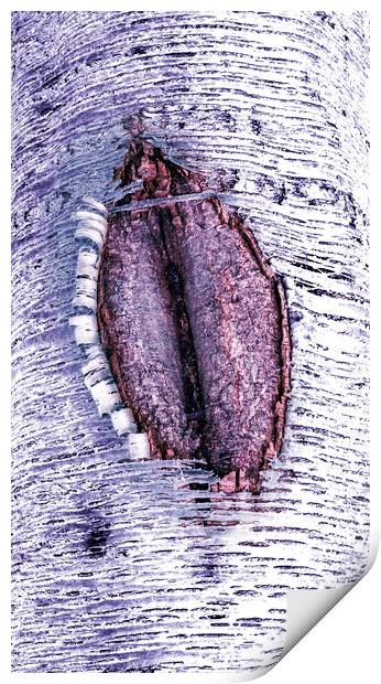 Cherry vulva  Print by Steve Taylor