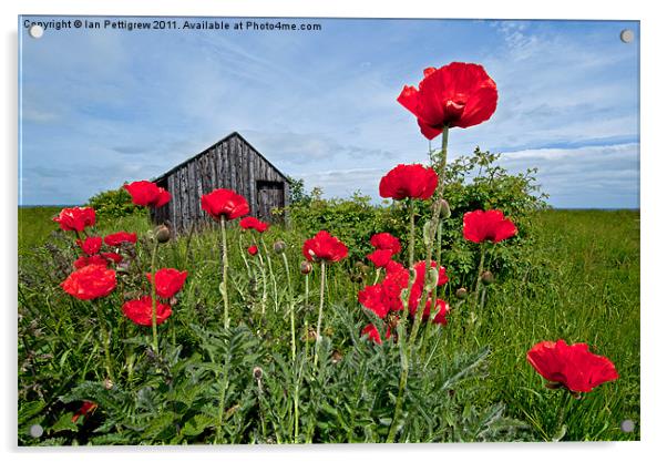 Poppy shed Acrylic by Ian Pettigrew