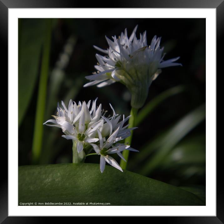Close up of Wild Garlic Flower Framed Mounted Print by Ann Biddlecombe