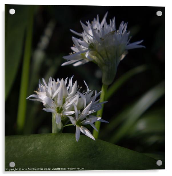 Close up of Wild Garlic Flower Acrylic by Ann Biddlecombe