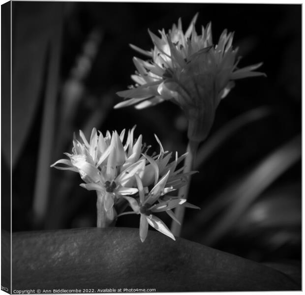 Black and white, Close up of Wild Garlic Flower Canvas Print by Ann Biddlecombe