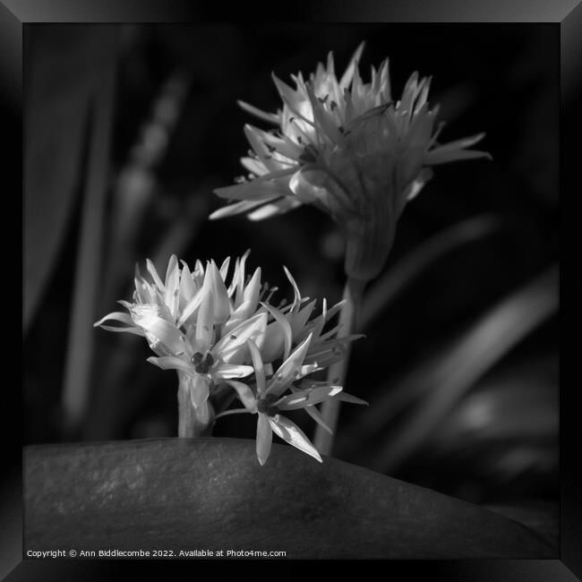 Black and white, Close up of Wild Garlic Flower Framed Print by Ann Biddlecombe