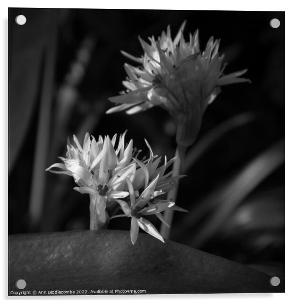 Black and white, Close up of Wild Garlic Flower Acrylic by Ann Biddlecombe