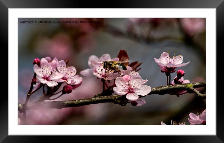Cherry Blossom Panorama (2) Framed Mounted Print by Jim Jones
