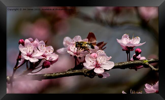 Cherry Blossom Panorama (2) Framed Print by Jim Jones