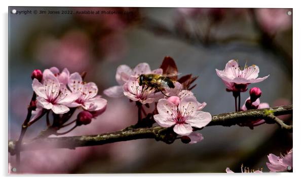 Cherry Blossom Panorama (2) Acrylic by Jim Jones