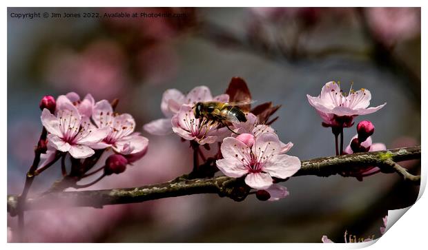 Cherry Blossom Panorama (2) Print by Jim Jones