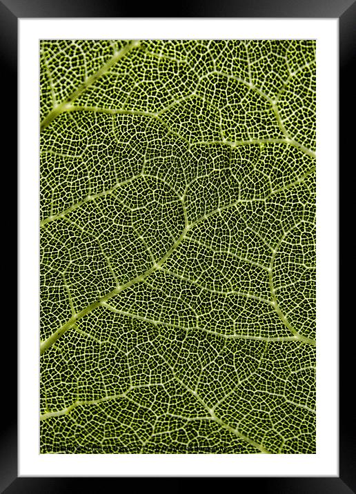 Plant Patterns Framed Mounted Print by Matthew Bates