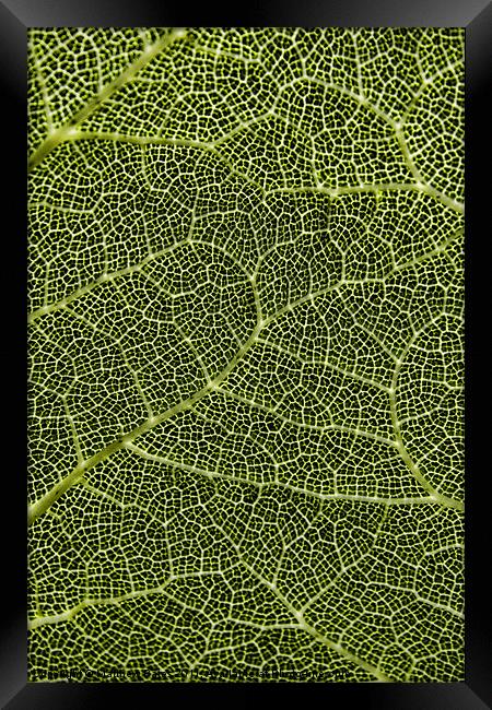 Plant Patterns Framed Print by Matthew Bates