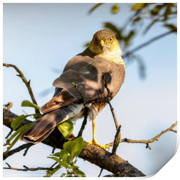 Eurasian sparrowhawk (Accipiter nisus)  Print by Graham Prentice