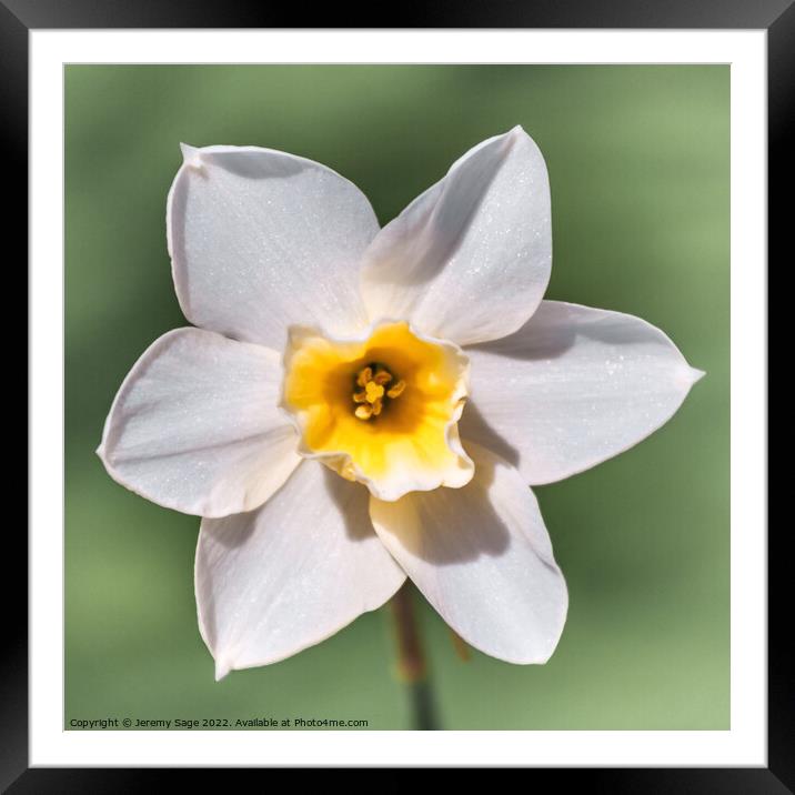 A Daffodil flower Framed Mounted Print by Jeremy Sage
