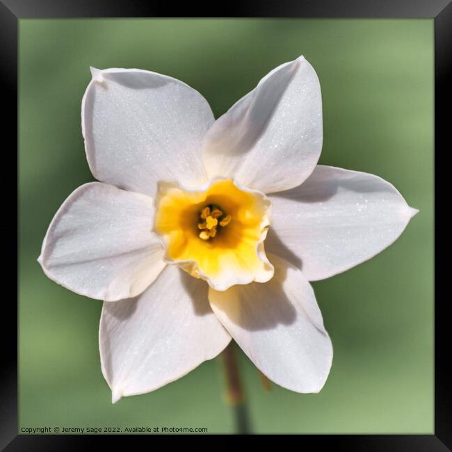 A Daffodil flower Framed Print by Jeremy Sage