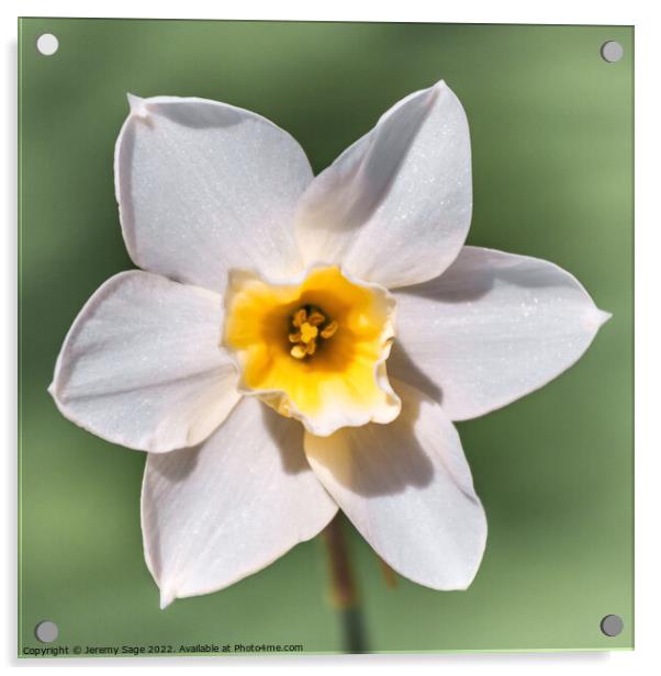 A Daffodil flower Acrylic by Jeremy Sage