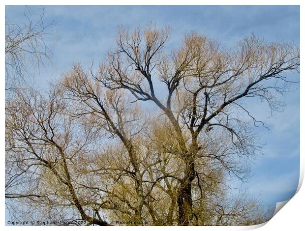 Willow Trees Print by Stephanie Moore