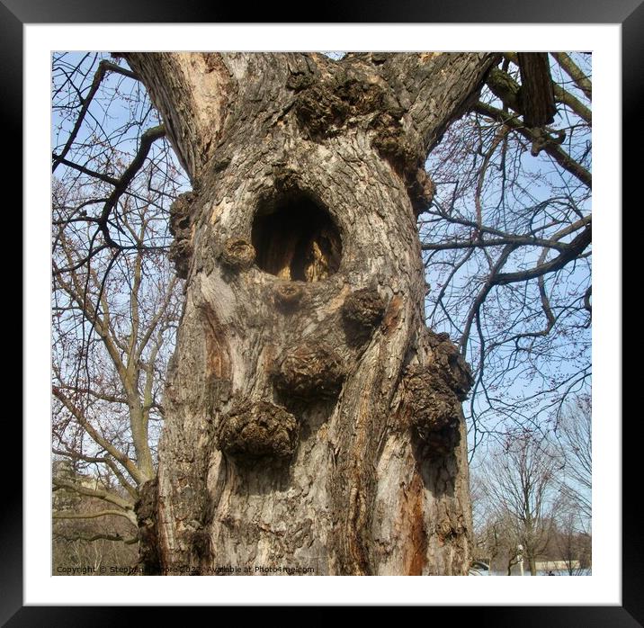 Hollow Tree Framed Mounted Print by Stephanie Moore