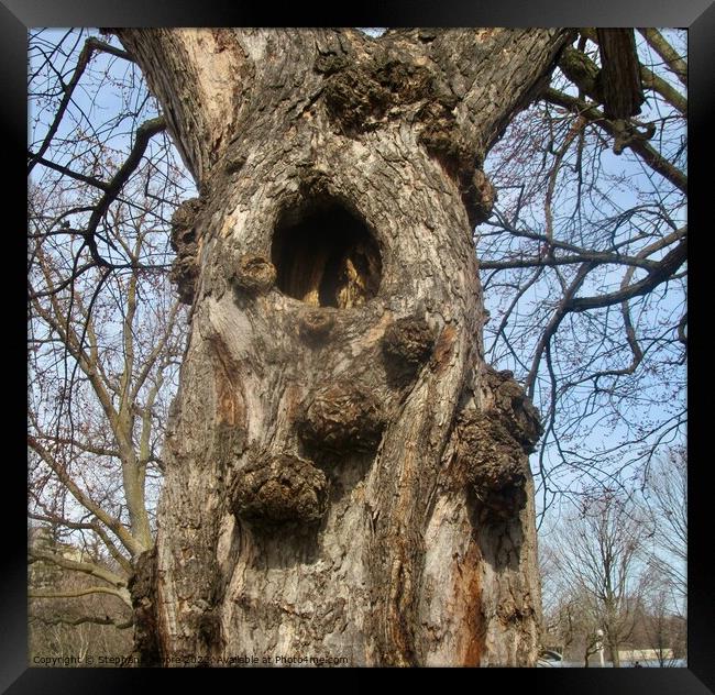 Hollow Tree Framed Print by Stephanie Moore