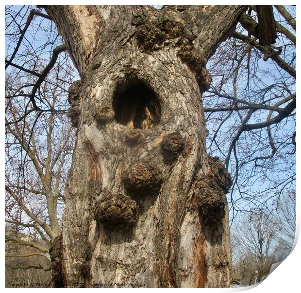 Hollow Tree Print by Stephanie Moore