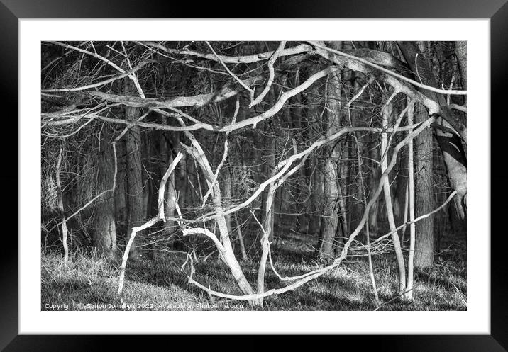 woodland chaos Framed Mounted Print by Simon Johnson