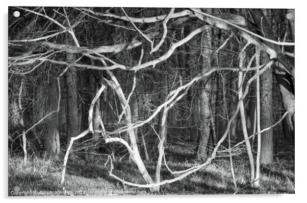 woodland chaos Acrylic by Simon Johnson
