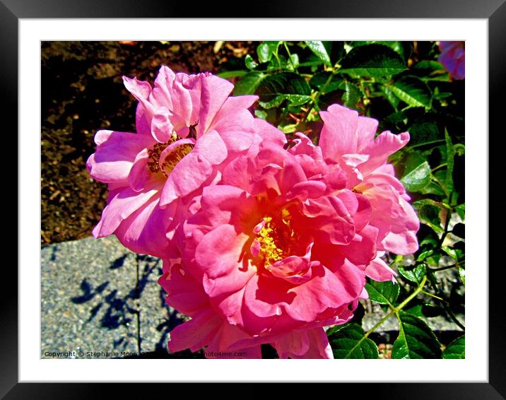 Pink roses Framed Mounted Print by Stephanie Moore