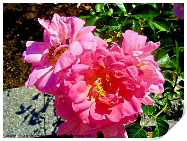 Pink roses Print by Stephanie Moore