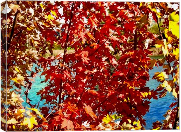 Colourful Maple Leaves Canvas Print by Stephanie Moore