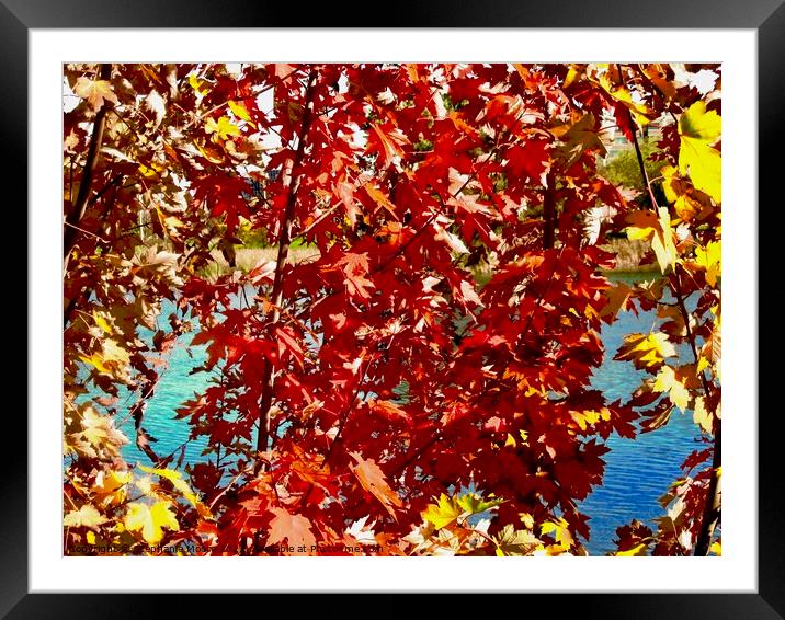 Colourful Maple Leaves Framed Mounted Print by Stephanie Moore