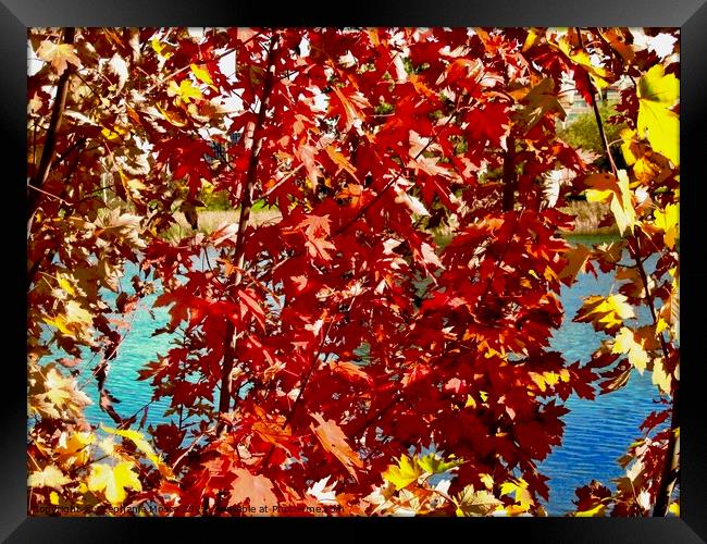 Colourful Maple Leaves Framed Print by Stephanie Moore