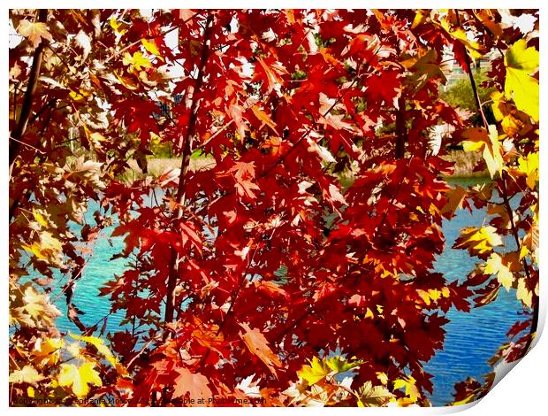 Colourful Maple Leaves Print by Stephanie Moore