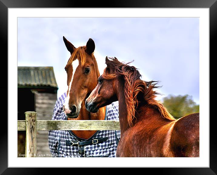 Horse Whispers Framed Mounted Print by Tanya Hodgkiss