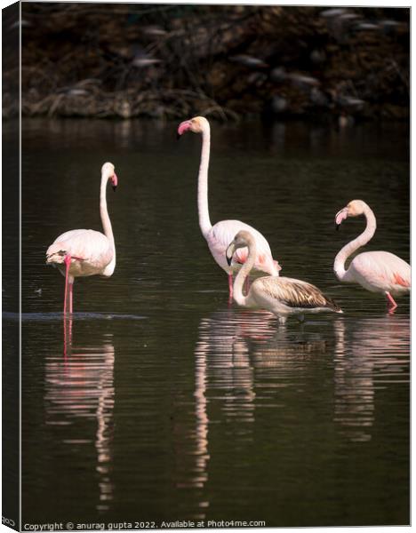 Flamingos Canvas Print by anurag gupta
