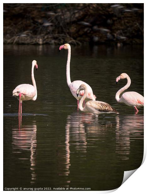 Flamingos Print by anurag gupta