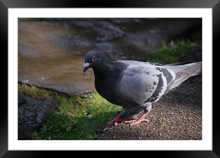 Dove Framed Mounted Print by Wood Stocker