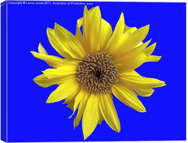 Dwarf Sunflower on a Blue Background Canvas Print by Laura Jarvis