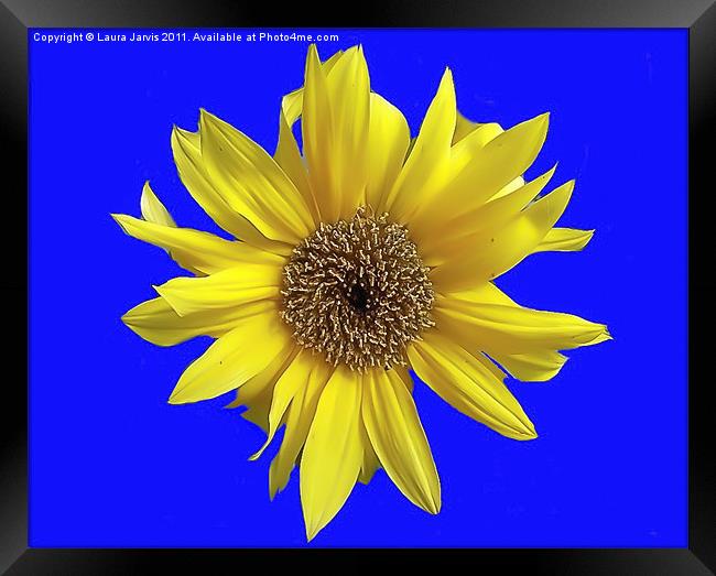 Dwarf Sunflower on a Blue Background Framed Print by Laura Jarvis