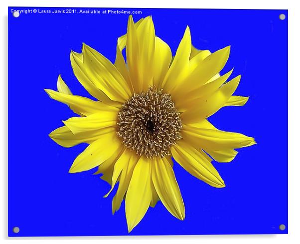 Dwarf Sunflower on a Blue Background Acrylic by Laura Jarvis