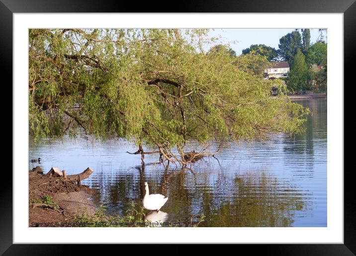 Swan enjoying the shade of the tree Framed Mounted Print by Peter Hodgson