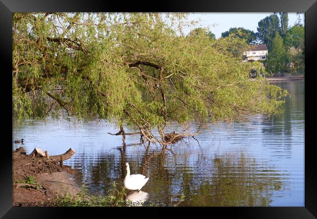 Swan enjoying the shade of the tree Framed Print by Peter Hodgson