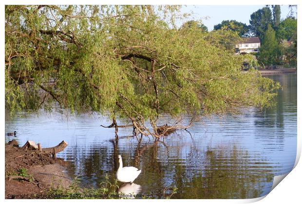 Swan enjoying the shade of the tree Print by Peter Hodgson