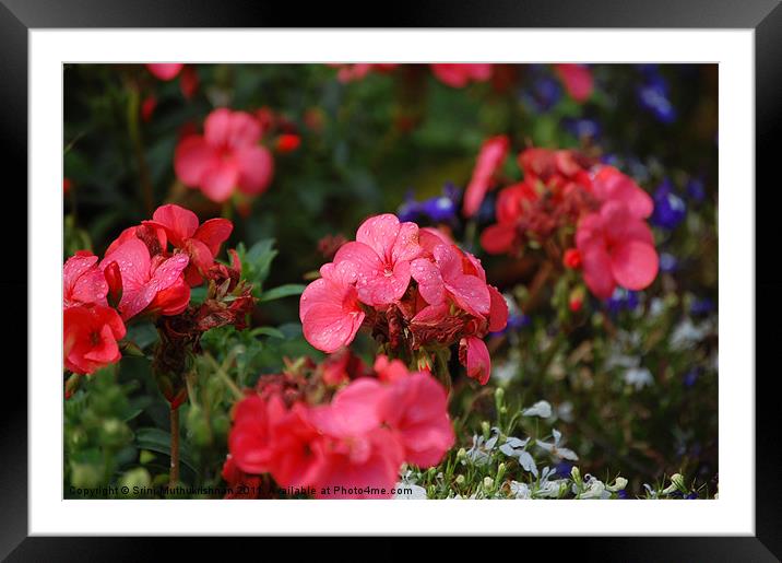 Pink Geraniums Framed Mounted Print by Wood Stocker