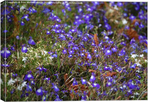 Purple Lobelia Canvas Print by Wood Stocker